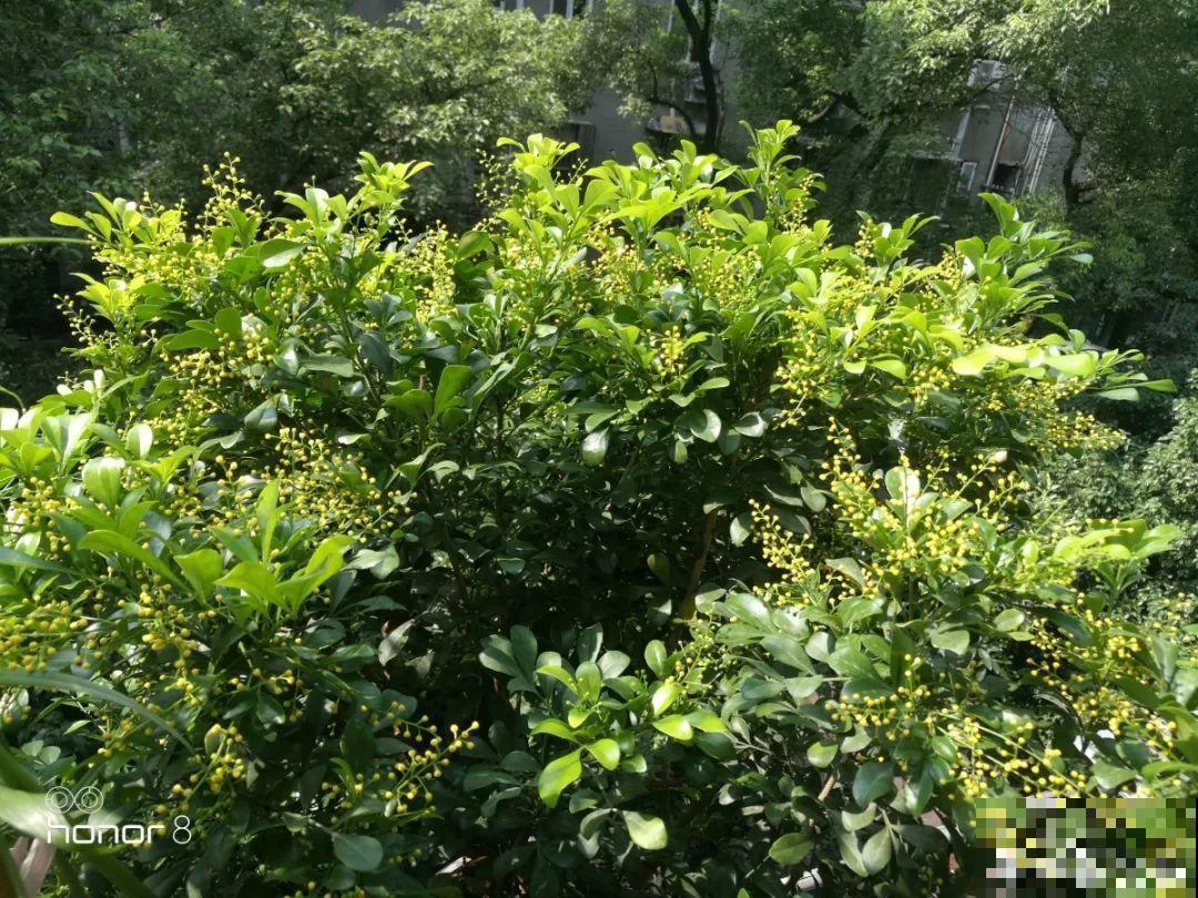 家里这20种花，只管浇水晒太阳，开花多到你嫌烦！