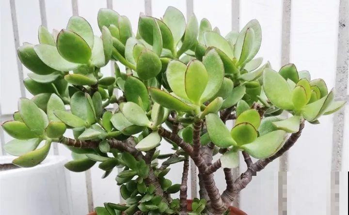 80种耐阴花，光线不好照样养的活，新手的救星！
