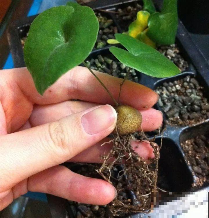 这花长得像个乌龟壳，没想到三个月爬满阳台，差点给扔了！