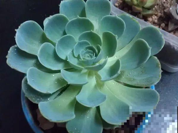 这5种多肉最难养，夏天还没过完就挂，新手慎入！
