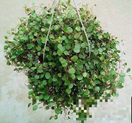 这5种花，剪根枝条就能长，半年收获一盆小豆豆！