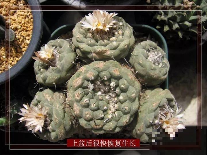 养花不生根？赶紧塞团卫生纸，大白根蹭蹭冒！