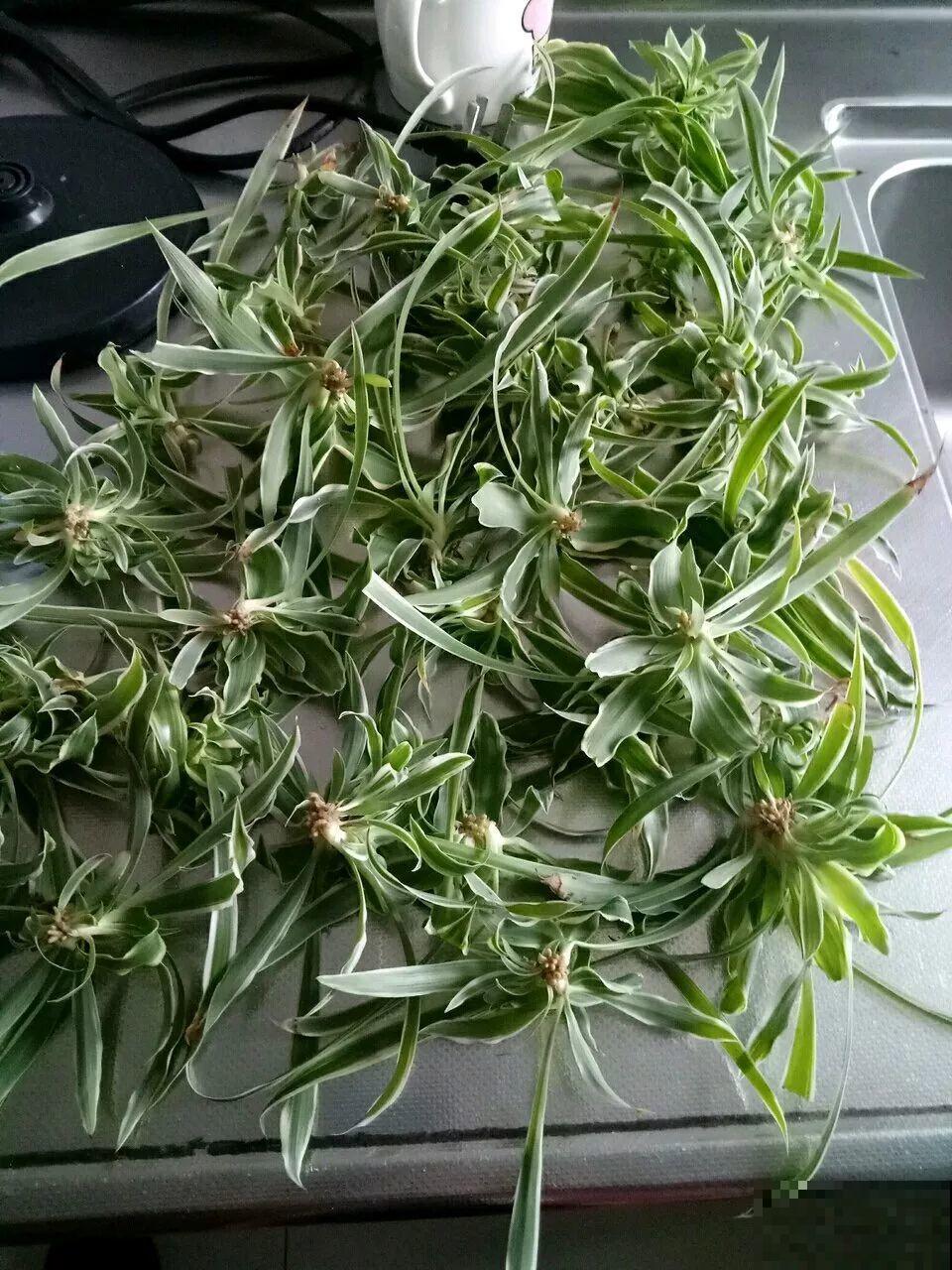 这12种花，夏天直接扔水里，蹭蹭长个开花拦不住！