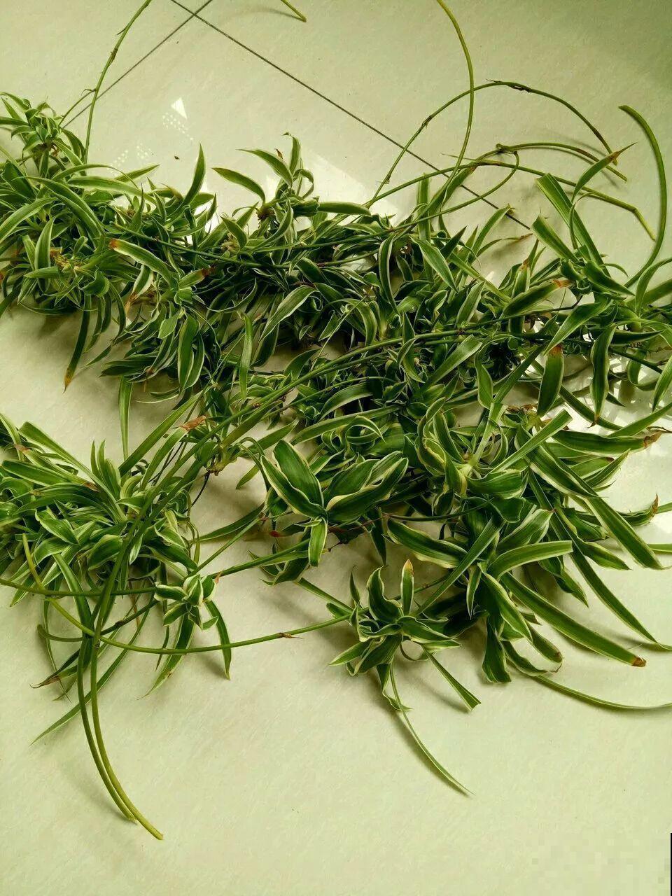给花砍1刀，10天爆出20个芽，揪下一个，插土里就活！