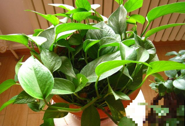 绿萝夏天扦插最省事，有水就生根，一年不用买花了！