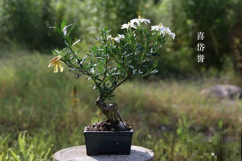 公认难养的花，他花10年时间养成盆景，价值翻倍！