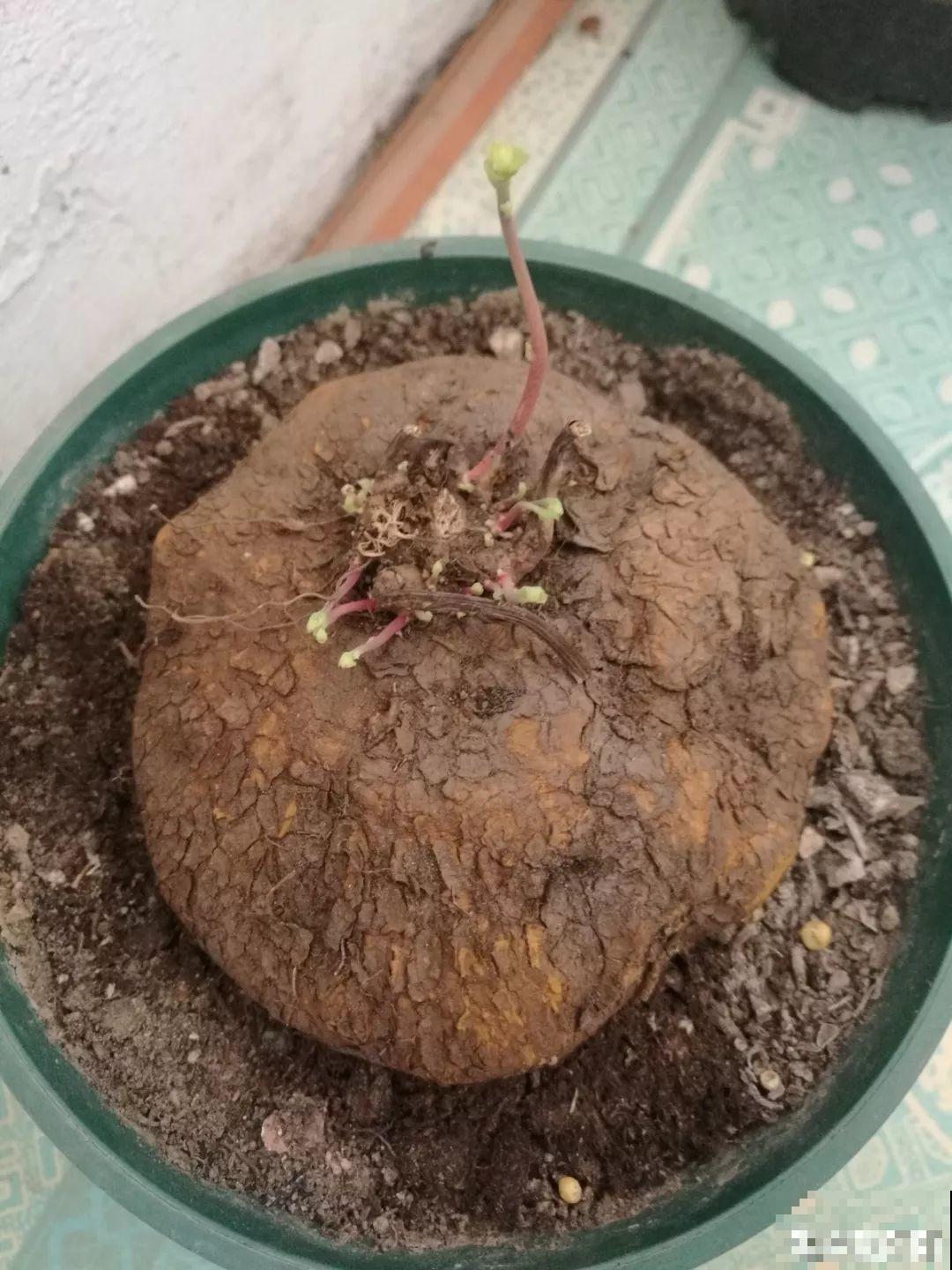 自带啤酒肚的9种花，省心又好养，你就放心出门吧！