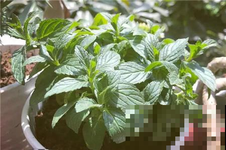 夏天都喜欢养薄荷，清新好闻，不过小心被虫子们攻占！