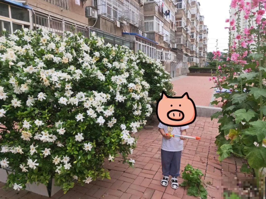 养花就要接地气，靠天吃饭不用管，开始疯长刹不住闸！