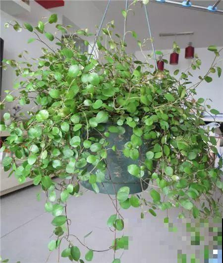这5种花，剪根枝条就能长，半年收获一盆小豆豆！