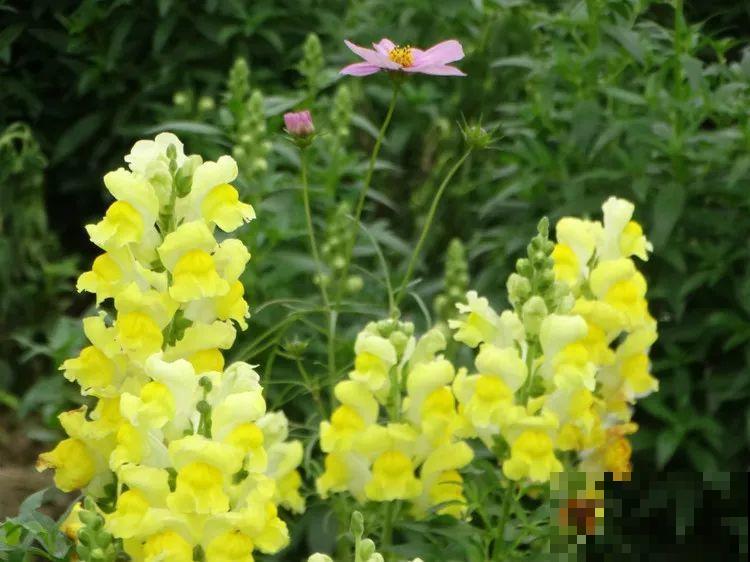 这花长得像大虾，看着就很有食欲，可在东北人这都是“苞米”！