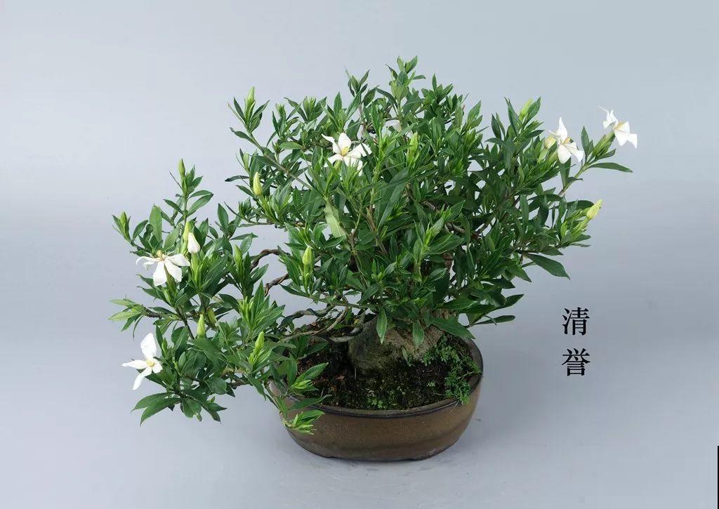 公认难养的花，他花10年时间养成盆景，价值翻倍！