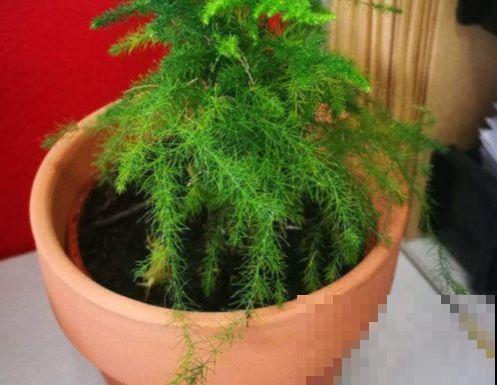 能爬10米高的花，夏天变成绿瀑布，看着就凉快！