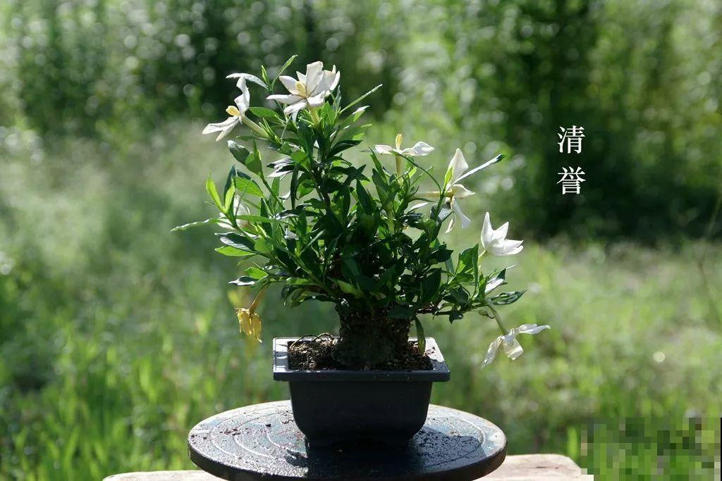 公认难养的花，他花10年时间养成盆景，价值翻倍！
