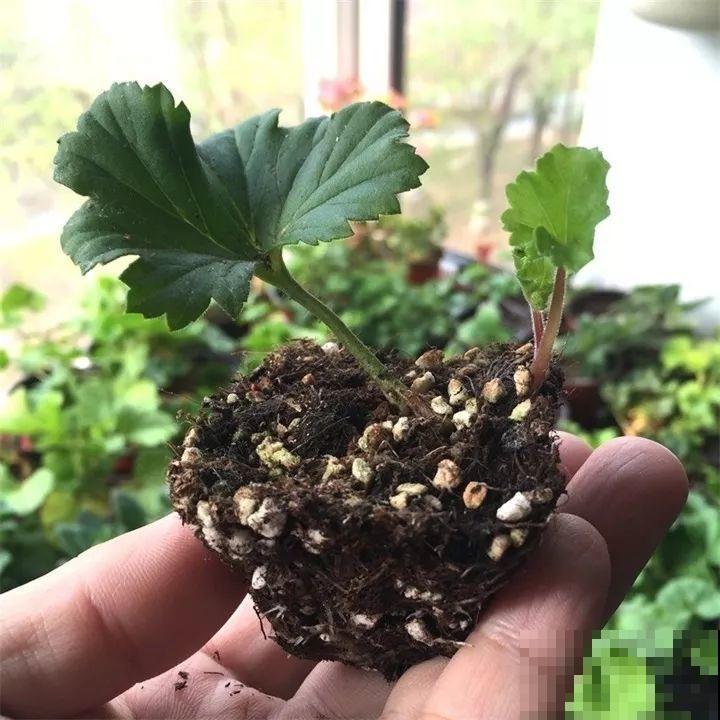 10种花扦插技巧，没事的时候插两盆，多到阳台都放不开！