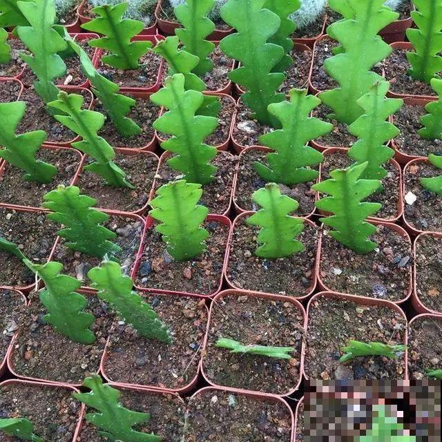 这5种花，剪根枝条就能长，半年收获一盆小豆豆！