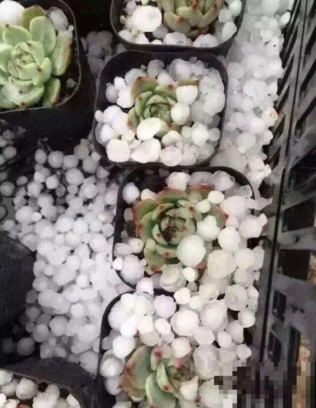 前有暴雨、后有台风，多肉泡水还有救不？