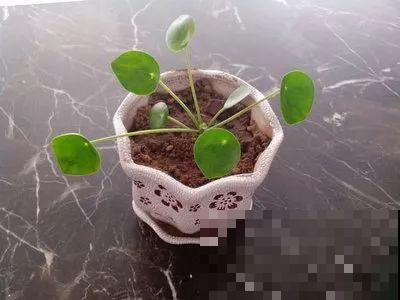 9种新晋网红绿植，摆家里提档次，邻居看了都眼馋！