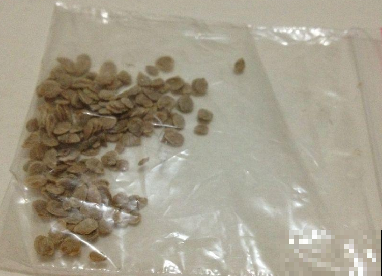 阳台种盆小番茄，不用一周就出芽，结的果子摘不完！