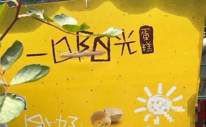 周末去这儿转一转，花和花盆随便捡，赚大发了！