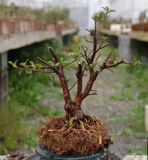公认难养的花，他花10年时间养成盆景，价值翻倍！