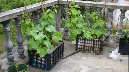 黄瓜收获太兴奋，结果一尝全是苦的？全赖这原因！