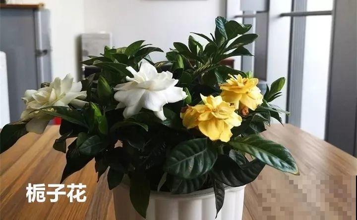 10种以假乱真的花，买花时睁大眼，免得被骗！