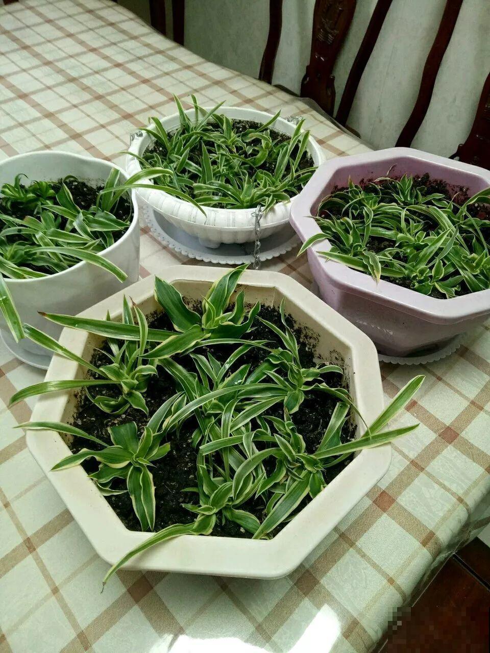 给花砍1刀，10天爆出20个芽，揪下一个，插土里就活！