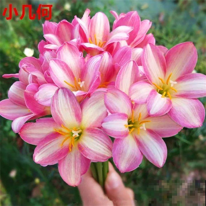 死不了的花，5年生了10麻袋，大铲车挖了一天！