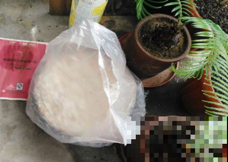 葡萄吃完籽别吐掉，直接洗洗扔花盆里，几天就钻出一堆葡萄藤！