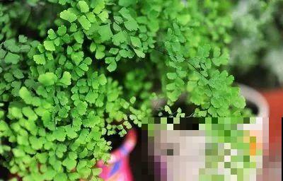 这花就得多喝水，1天1瓢水，轻轻松松养爆盆！