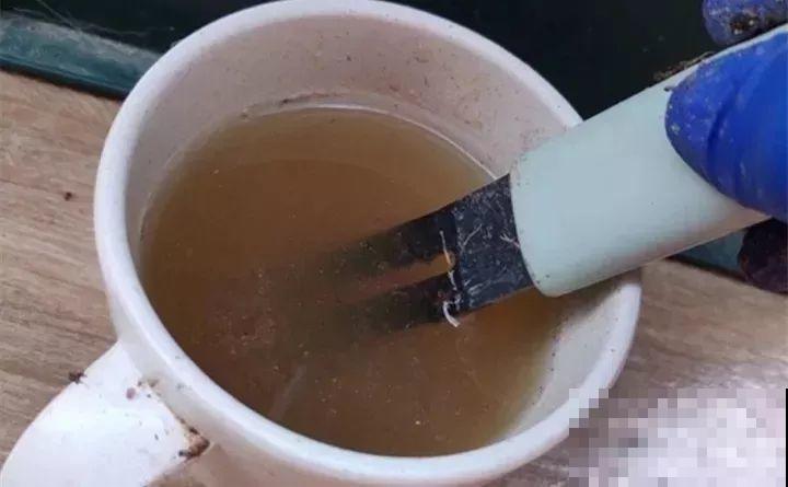 给花浇点它，新芽直冒挡不住，只能换大盆了！