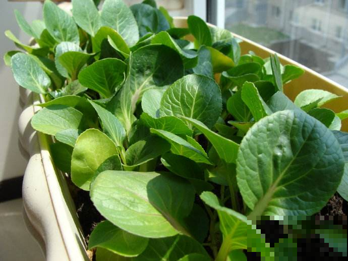 8月最适合种这菜，1周窜满盆薅不完，20天就能进锅！