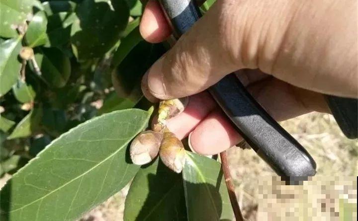 茶花8月冒花苞，赶紧剪一半，不然一年没花赏！