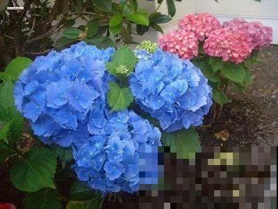 蓝色绣球最讨喜，咋调出来的？关键是土里多了它！