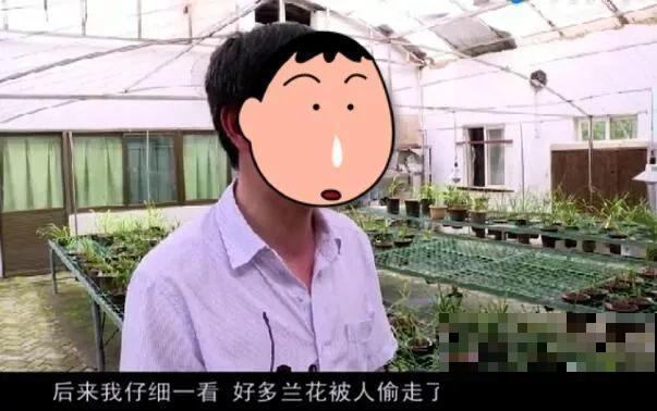 50多盆名贵兰花，一夜被盗，气人的偷花贼！