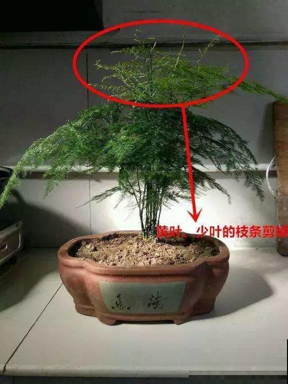 能爬10米高的花，夏天变成绿瀑布，看着就凉快！