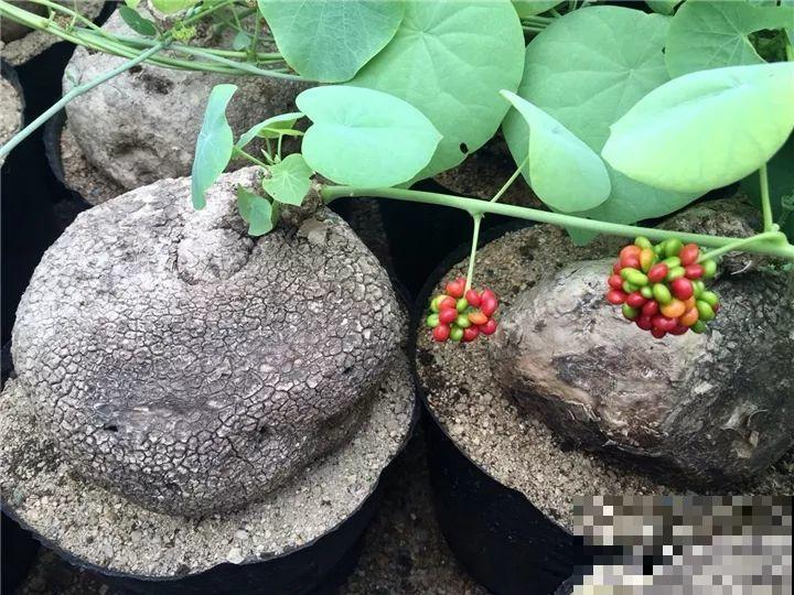 这花长得像个乌龟壳，没想到三个月爬满阳台，差点给扔了！