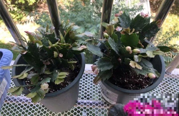 9月快上壮花肥，10天撒一把，新芽蹭蹭往外长！