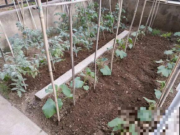 羡慕家里有小菜园的，盛夏季节，通通都爆发！