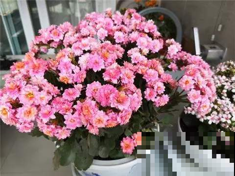 花钱买这花的真是亏大了，明明揪片叶就能长满家，立马退货去！