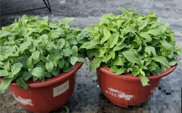 会休眠的12种花，想要安全度夏就别折腾，越浇水死的越快！