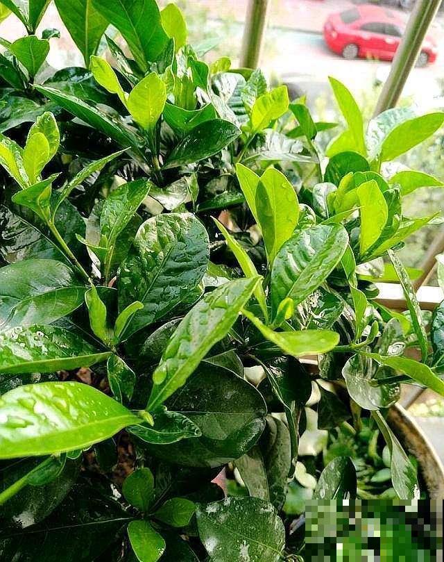 栀子花缺了它，黄叶还不长，真难伺候！