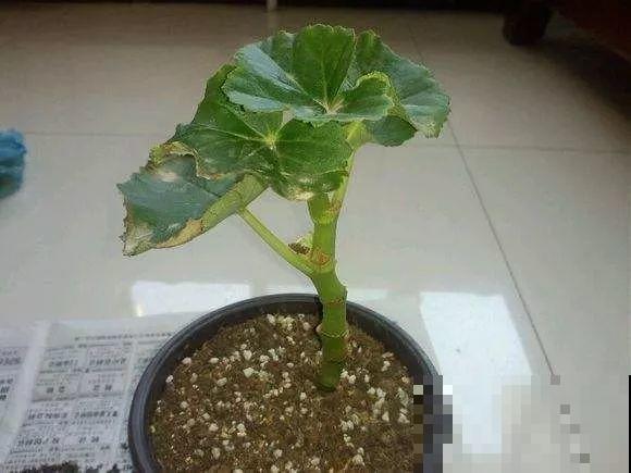 会休眠的12种花，想要安全度夏就别折腾，越浇水死的越快！
