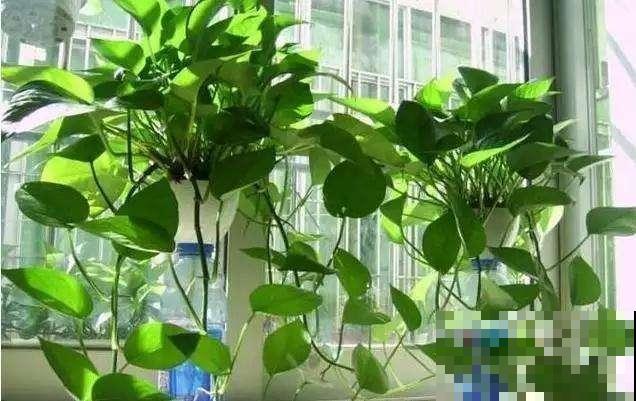 这3种肥料，对绿萝的来说，招招“致命”！