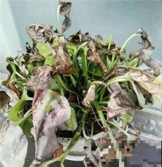 花不声不响突然死掉？不外乎是这几个原因，现在看还来得及！