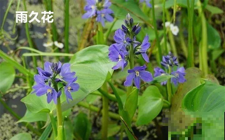 10种以假乱真的花，买花时睁大眼，免得被骗！