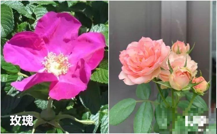 10种以假乱真的花，买花时睁大眼，免得被骗！