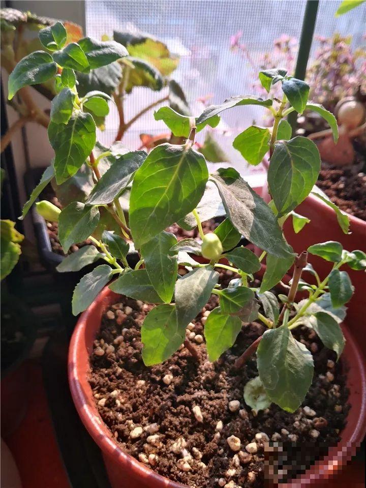 这10种花，年年收空盆，没点经验还真不敢养！
