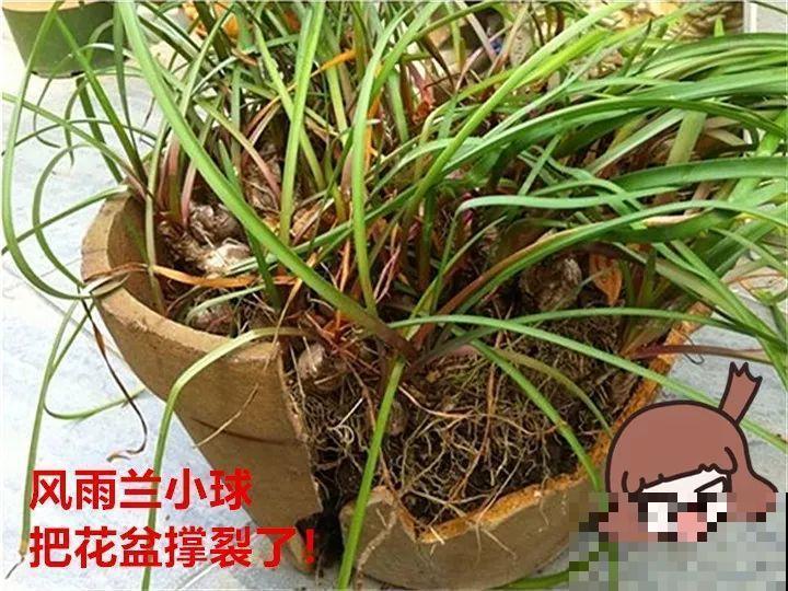 死不了的花，5年生了10麻袋，大铲车挖了一天！